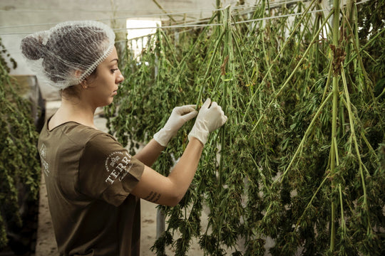 How sensor technologies are changing to help better cannabis analysis